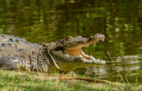 Crocodile