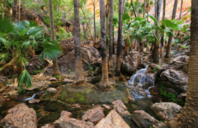 Zebedee Springs