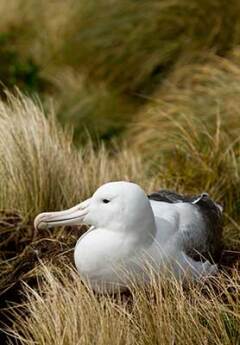 Royal Albatross, New Zealand