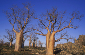 Two Boab Trees