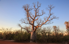 Boab Tree