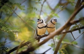 Double-barred finches