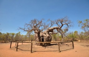 Boab Prison Tree