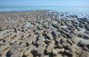 Stromatolites at Hamelin Pool