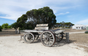 Emu Bay Lavender Farm