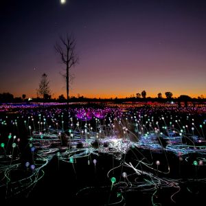 Sunsetting surrounded by hundreds of light globes
