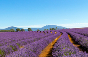 Lavender Field