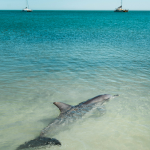 Dolphin swimming in turquoise water with 2 sailing boats in the back