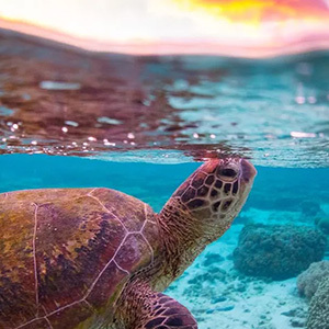 Sea turtle, vibrant coral, sunset glow.