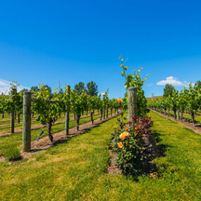 Discover the vineyards of Hawkes Bay