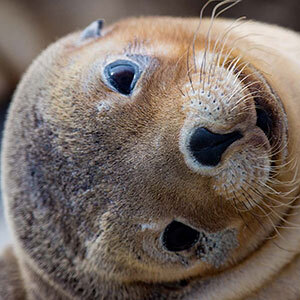 Seal at Seal Bay