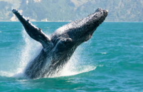 Whales in Kaikoura