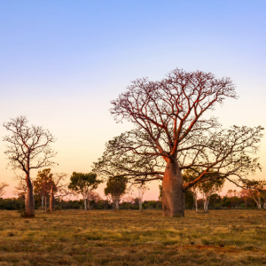 Boab trees in a field as the sun is setting