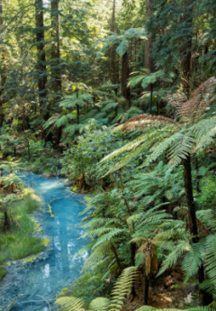 Rainforest area with beautiful ferns and river flowing through