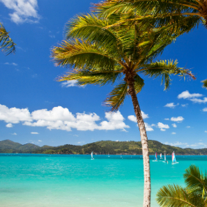 Sail boats on the water with palm tree on land