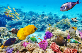 Great Barrier Reef