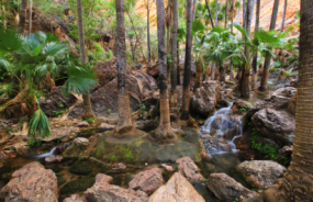 Zebedee Springs