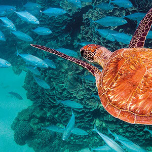 A turtle and a fish swimming in the reef