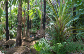 Zebedee Springs