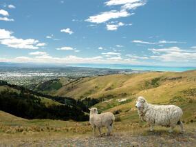 NZ Sheep