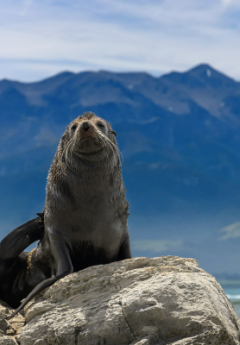 Sea lion sitting on a rock with a mountain in the back