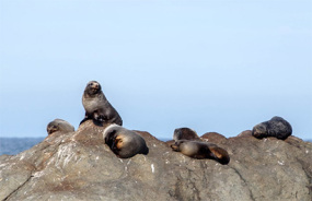 Kaikoura Peninsula