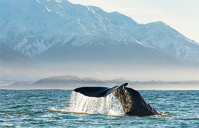 Giant Sperm Whale watching tour