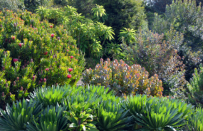 Lush Garden