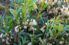 Eucalyptus Flowers
