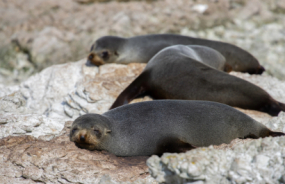 Seals at Kaikoura