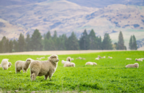 Sheep