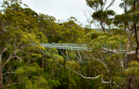 Valley of the Giants Tree Top