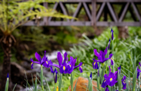 Araluen Botanic Park