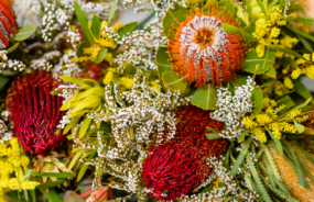 Scarlet Banksia Flowers
