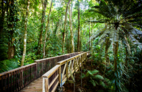 Daintree Rainforest