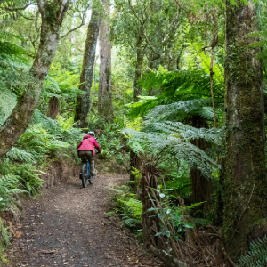 Women on a bike riding through a rain forest on a dirt path