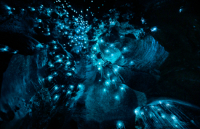 Glow worm cave