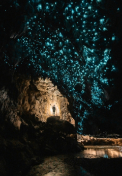 Glowworms in Waitomo Caves