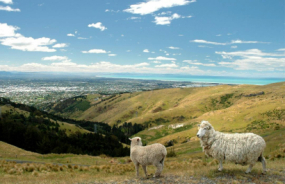 Sheep NZ