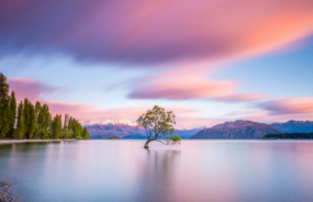 Wanaka Tree