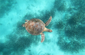 Ashmore Reef