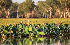Yellow Water Billabong