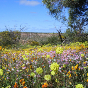 A vibrant field of wildflowers under a bright blue sky.