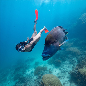 Snorkeler swimming with big blue fish under the sea