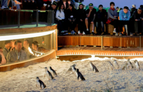 Phillip Island Penguin Parade