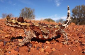 A thorny devil lizard