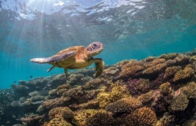 Turtle on Ningaloo Reef
