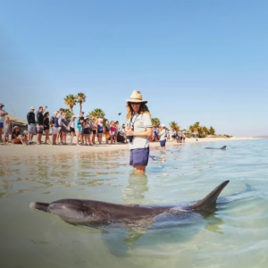 A lady in knee deep water looking at a dolphin swimming with a group of people observing from the beach