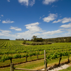 Green Vineyard Rows under Blue Skies