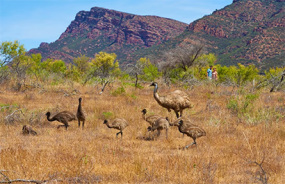 Ikara-Flinders Ranges National Park